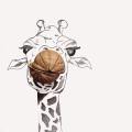 Giraffa noce