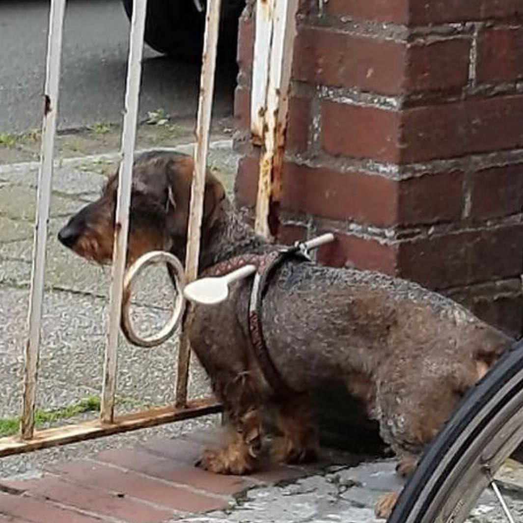 Mestolo anti-evasione canina