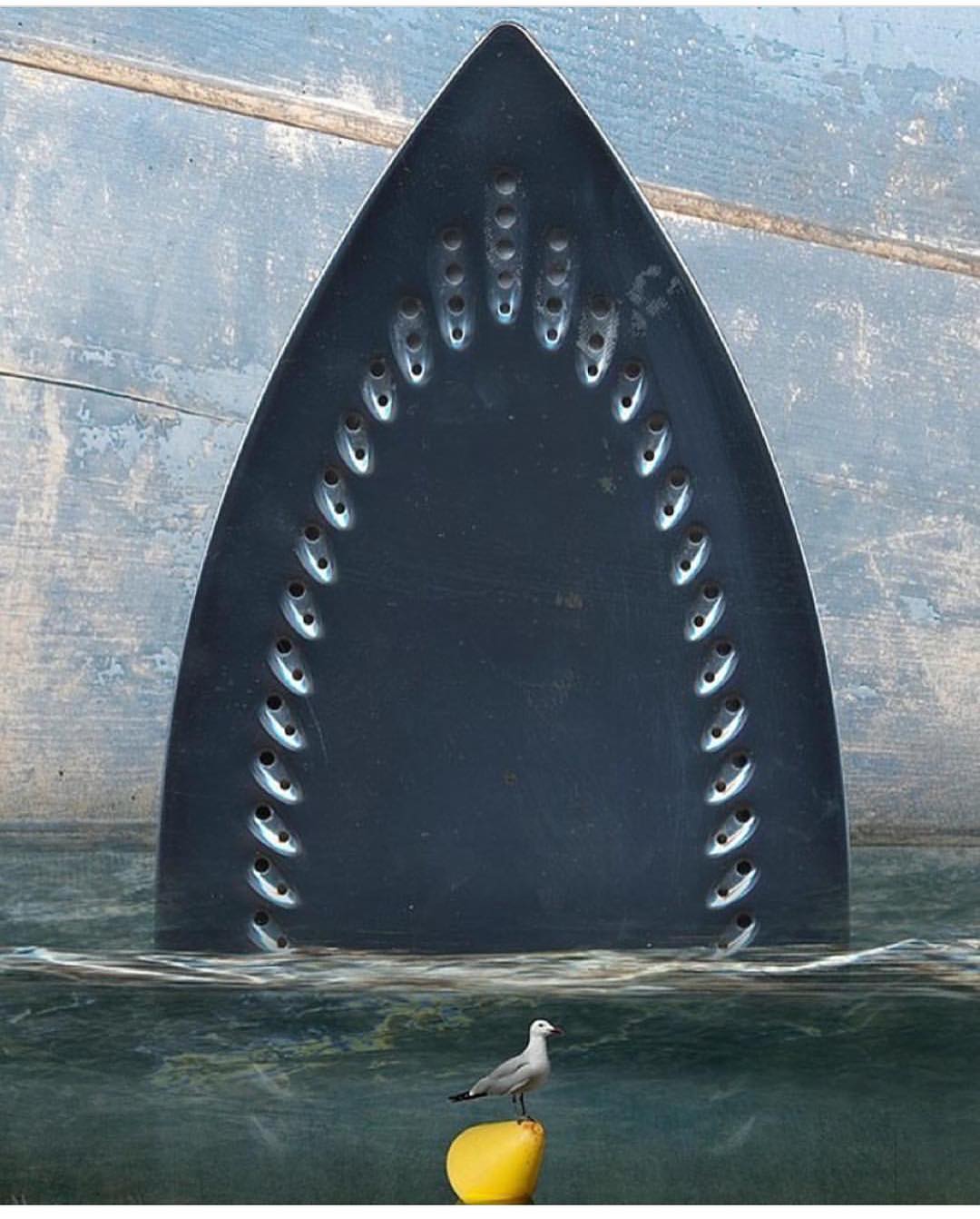 Shark. By Ernesto Arroyo