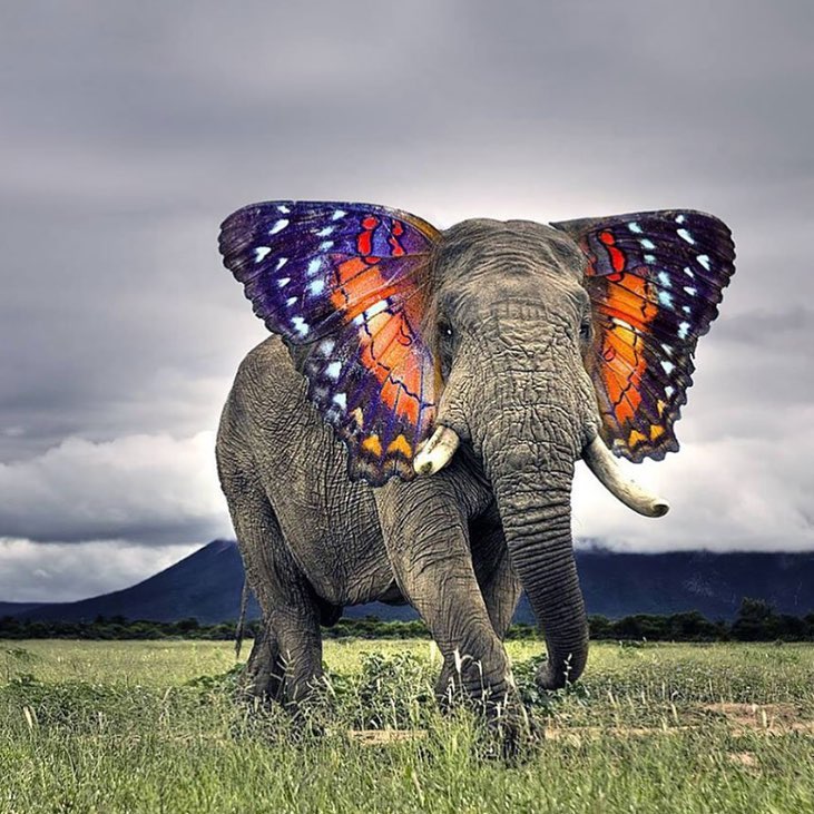 Elefante farfalla