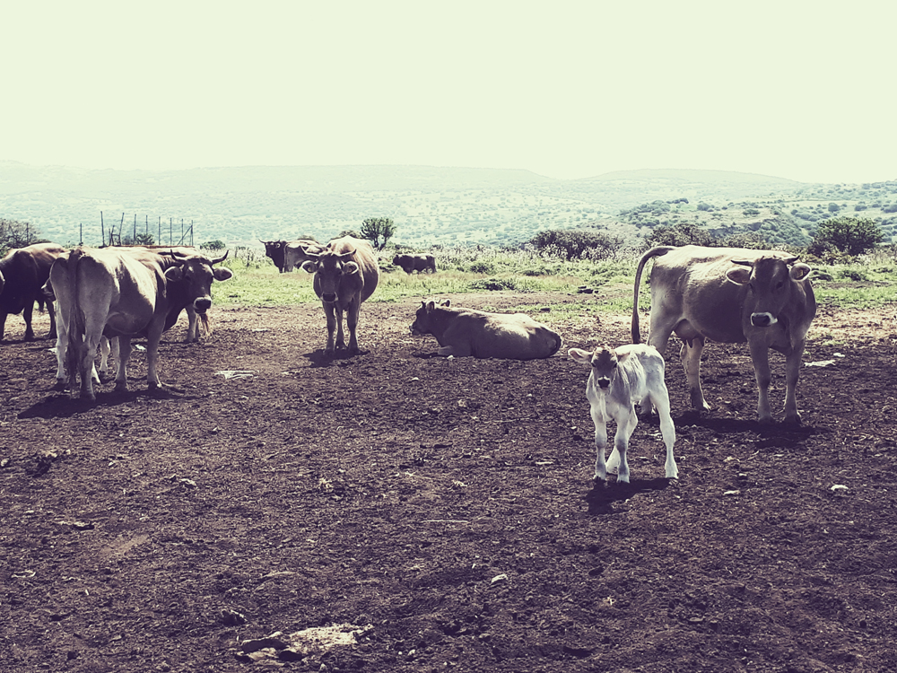 Le nostre critiche d'arte