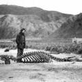 Sea Elephant Skeleton e Harold Hamilton. Fotografia di Frank Hurley