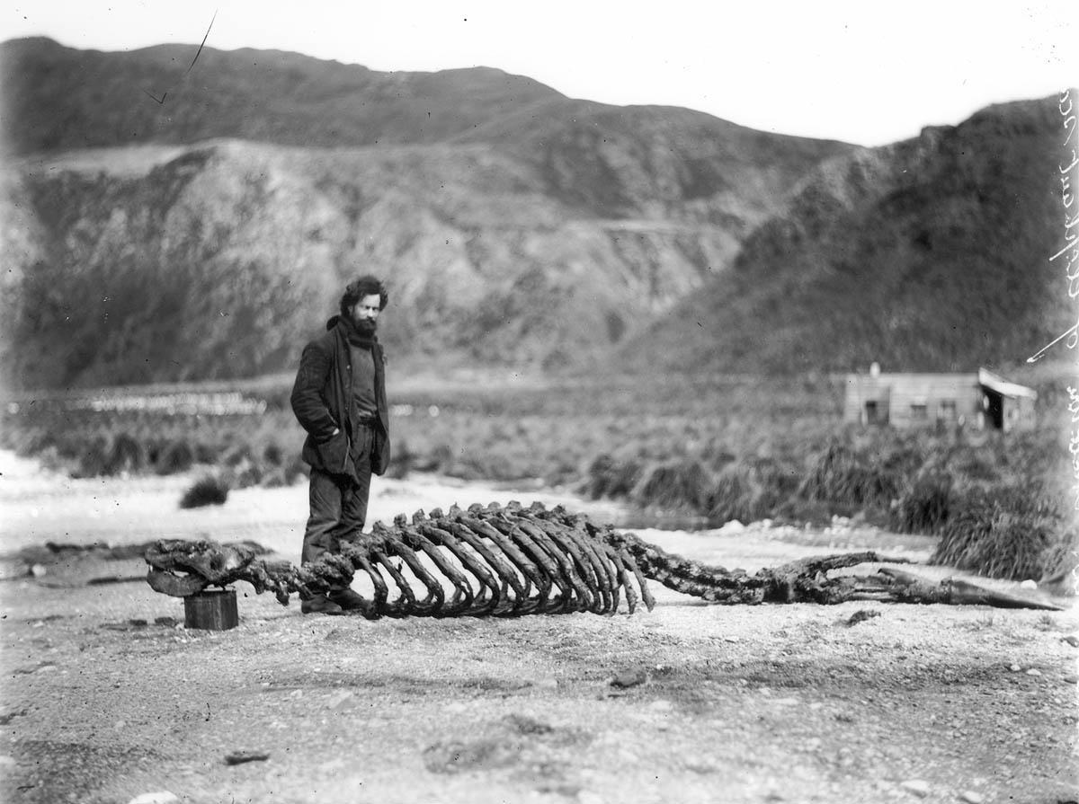 Sea Elephant Skeleton e Harold Hamilton. Fotografia di Frank Hurley