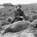 Arthur Sawyer e cucciolo di elefante marino. Fotografia di Frank Hurley