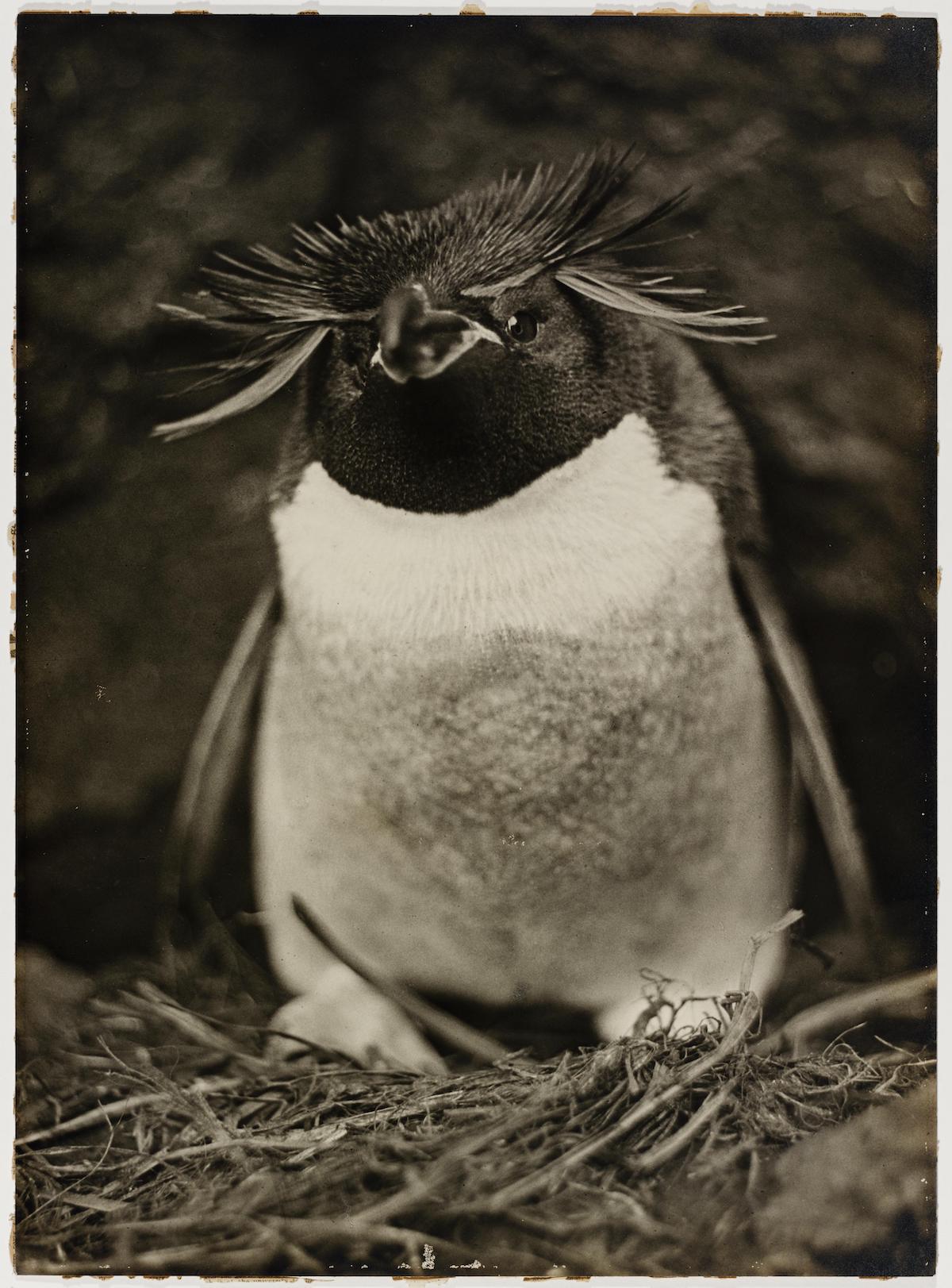 Pinguino. Fotografia di Frank Hurley