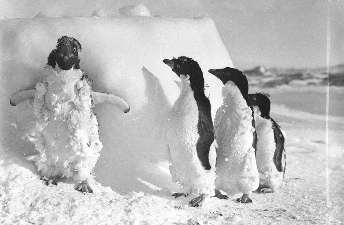 Pinguini di Adelia ricoperti di ghiaccio dopo una tempesta di neve a Cape Denison. Fotografia di Frank Hurley