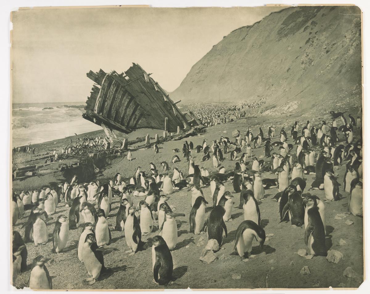 Naufragio della "Gratitudine", Macquarie Island, 1911. Fotografia di Frank Hurley