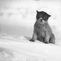 Blizzard, il cucciolo in Antartide. Fotografia di Frank Hurley