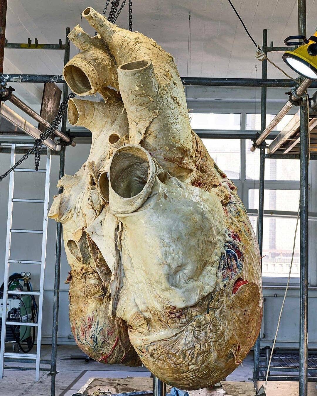 Cuore di balena blu conservato presso il Royal Ontario Museum