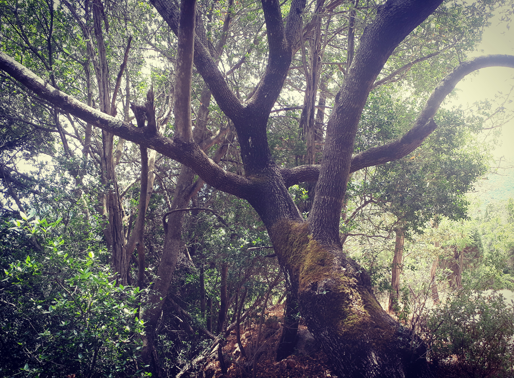 L'albero degli abbracci