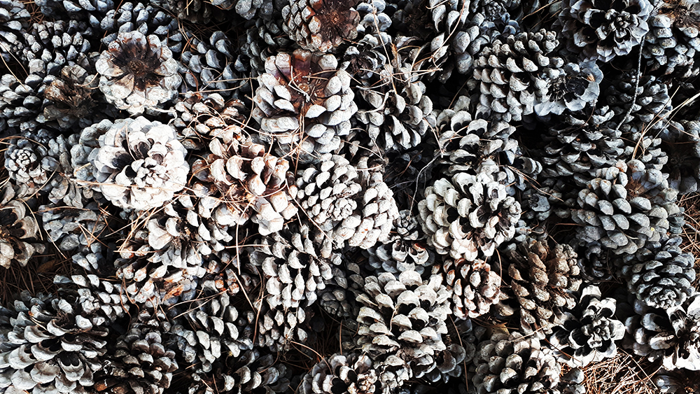 Ambu-Picci - Il labirinto è un concetto