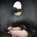Il famoso Yorkshire Sculpture Park nel Regno Unito comprende tanti capolavori come il monumentale bronzo di Henry Moore “Large Two Forms”, un rifugio preferito per le pecore del parco che amano coccolare il lavoro. Fotografia di Jennie McCall