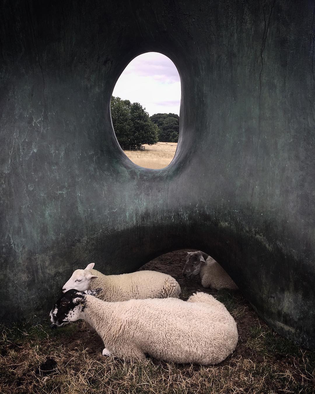 Il famoso Yorkshire Sculpture Park nel Regno Unito comprende tanti capolavori come il monumentale bronzo di Henry Moore "Large Two Forms", un rifugio preferito per le pecore del parco che amano coccolare il lavoro. Fotografia di Jennie McCall