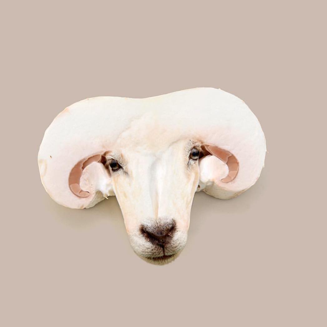 Champicabra by J-E-J