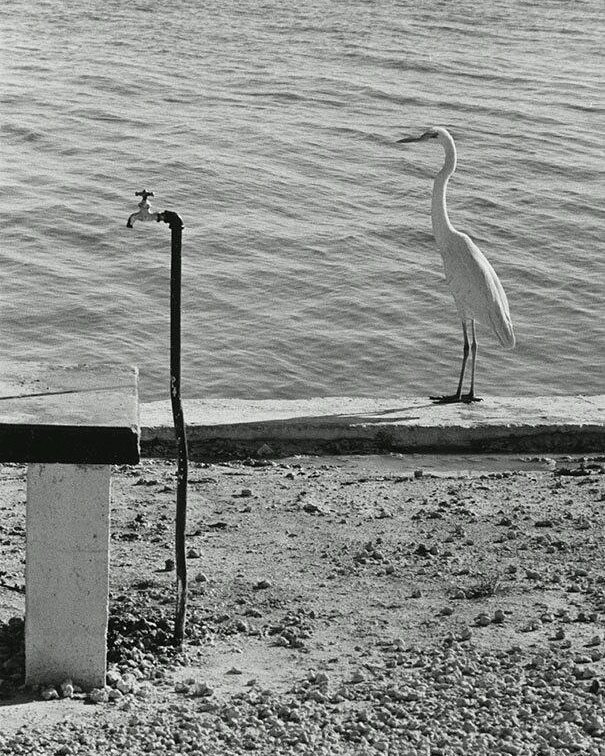 Elliott Erwitt