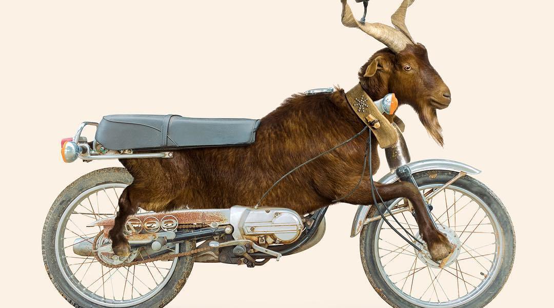 Les Créatonautes - Goatorcycle