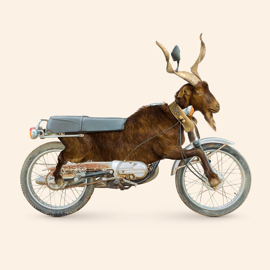 Les Créatonautes - Goatorcycle