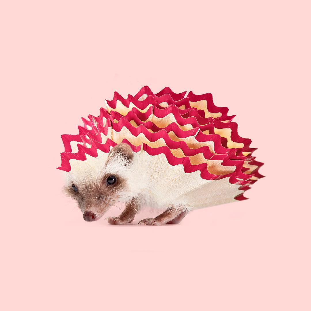 Les Créatonautes - Hedgehog sharpener