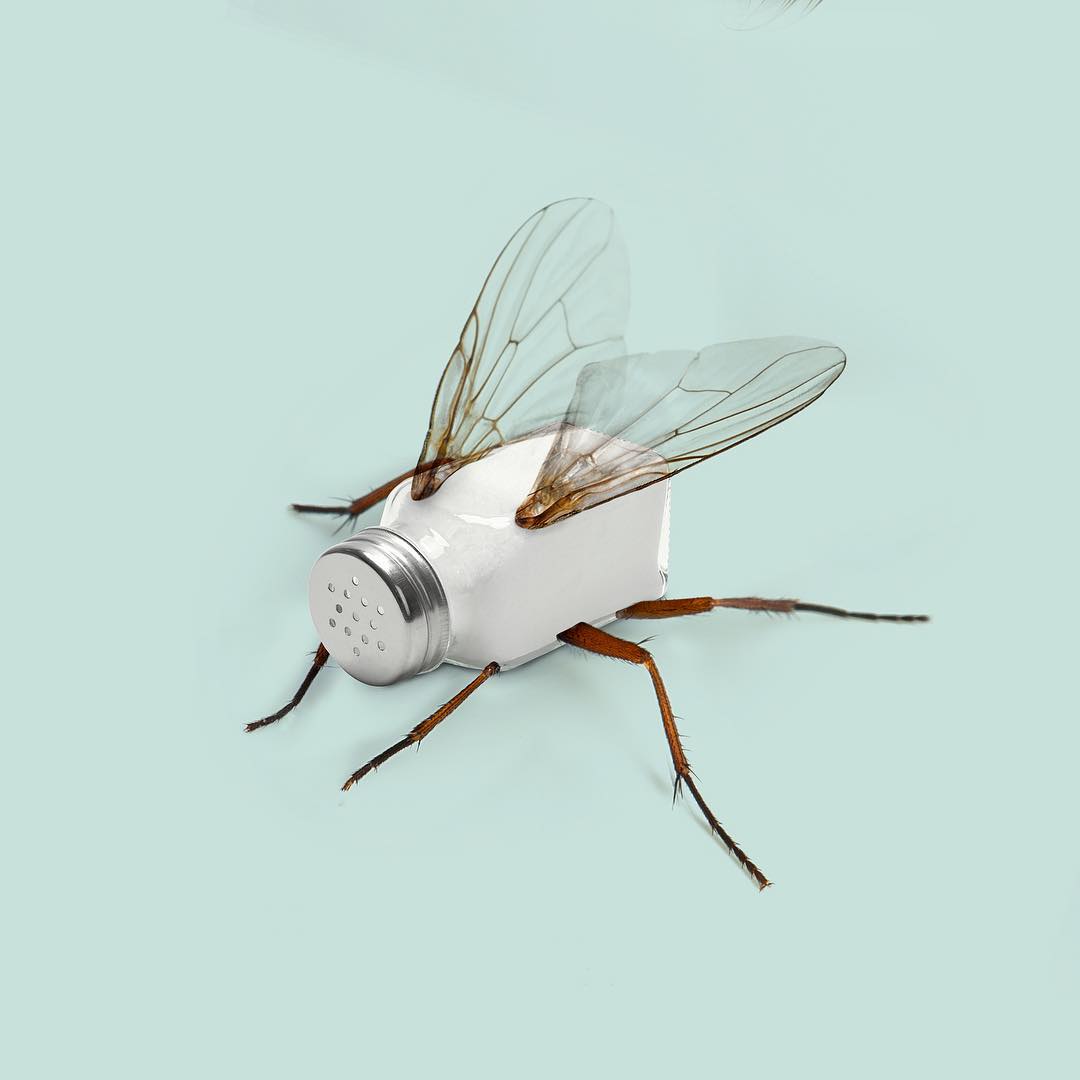 Les Créatonautes - Salty fly