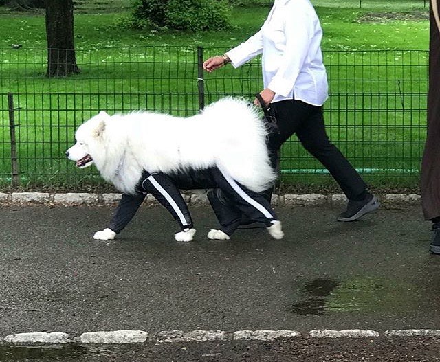 Cane con la canadese