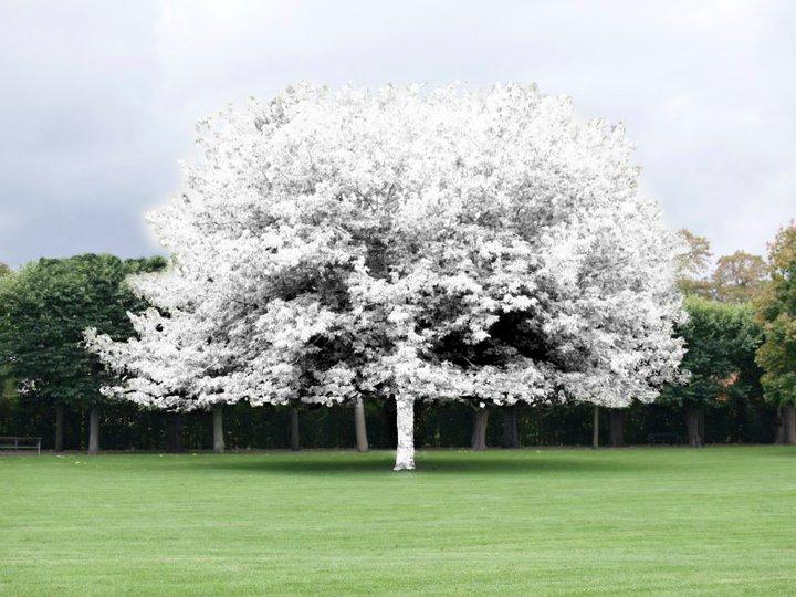 Mikael Christian Strøbek - Chalk Tree (Chalk sprayed onto exsisting tree), 2012