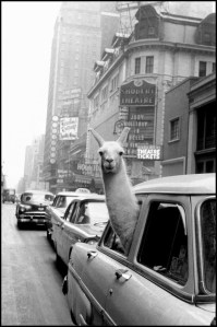 USA. New York. Manhattan. 1957. A Llama in Time Square. ©Inge Morath/MAGNUM PHOTOS