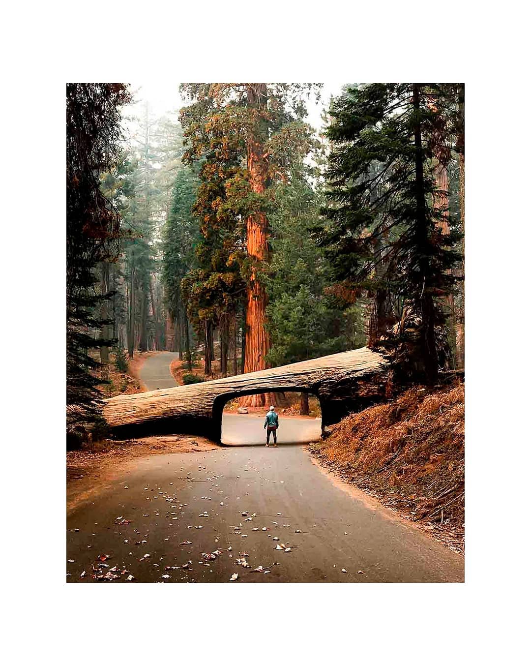 Sequoia National Park @, USA California