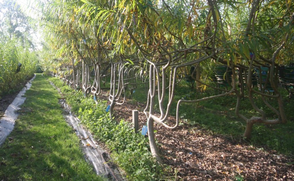 Gavin Munro - Full Grown