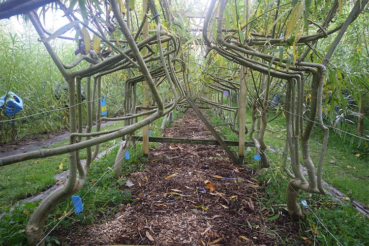 Gavin Munro - Full Grown