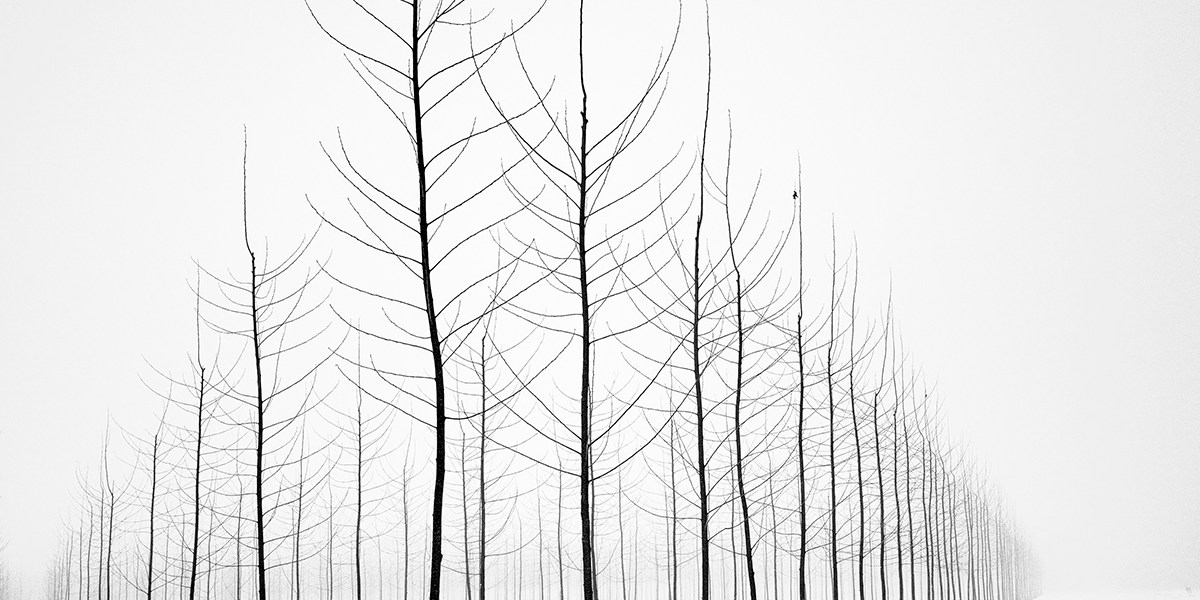 Pierre Pellegrini