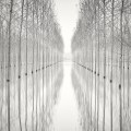 Pierre Pellegrini