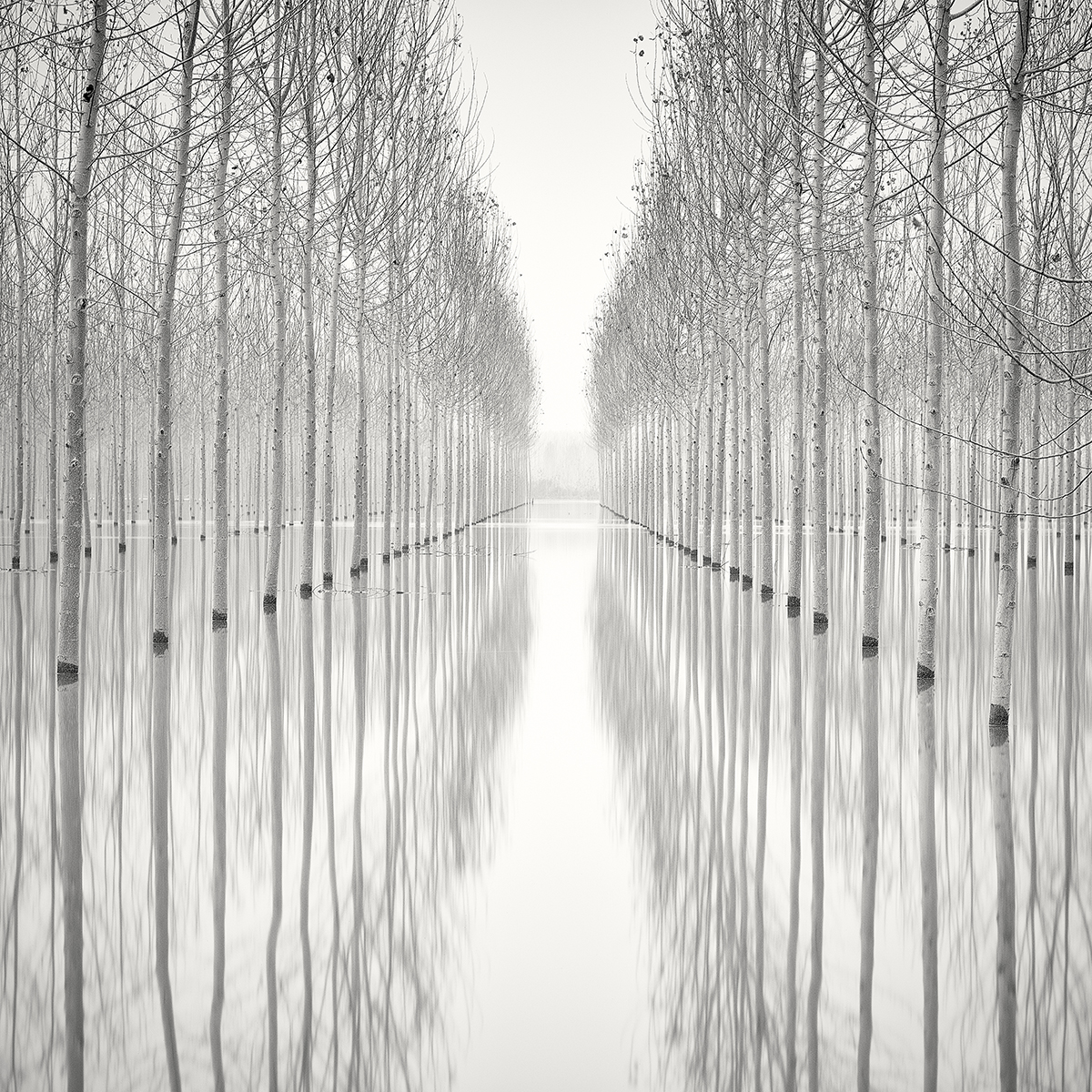 Pierre Pellegrini