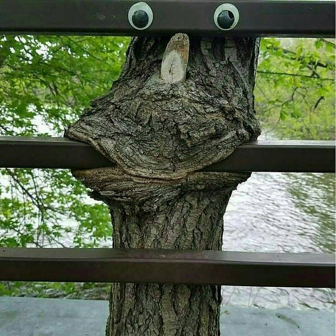 Author unknown (apart from Nature)