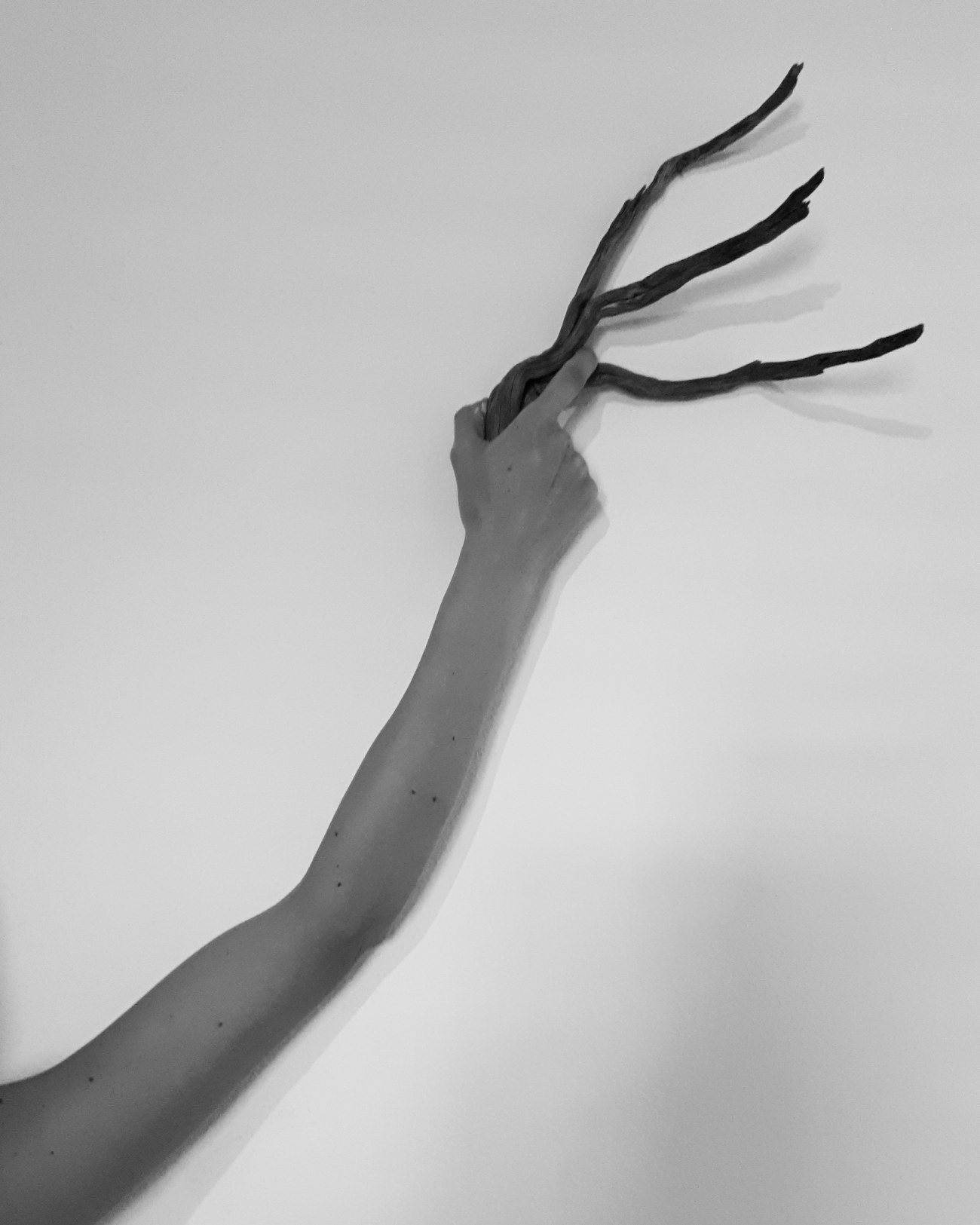 I, tree. Produzione Ambu-Picci