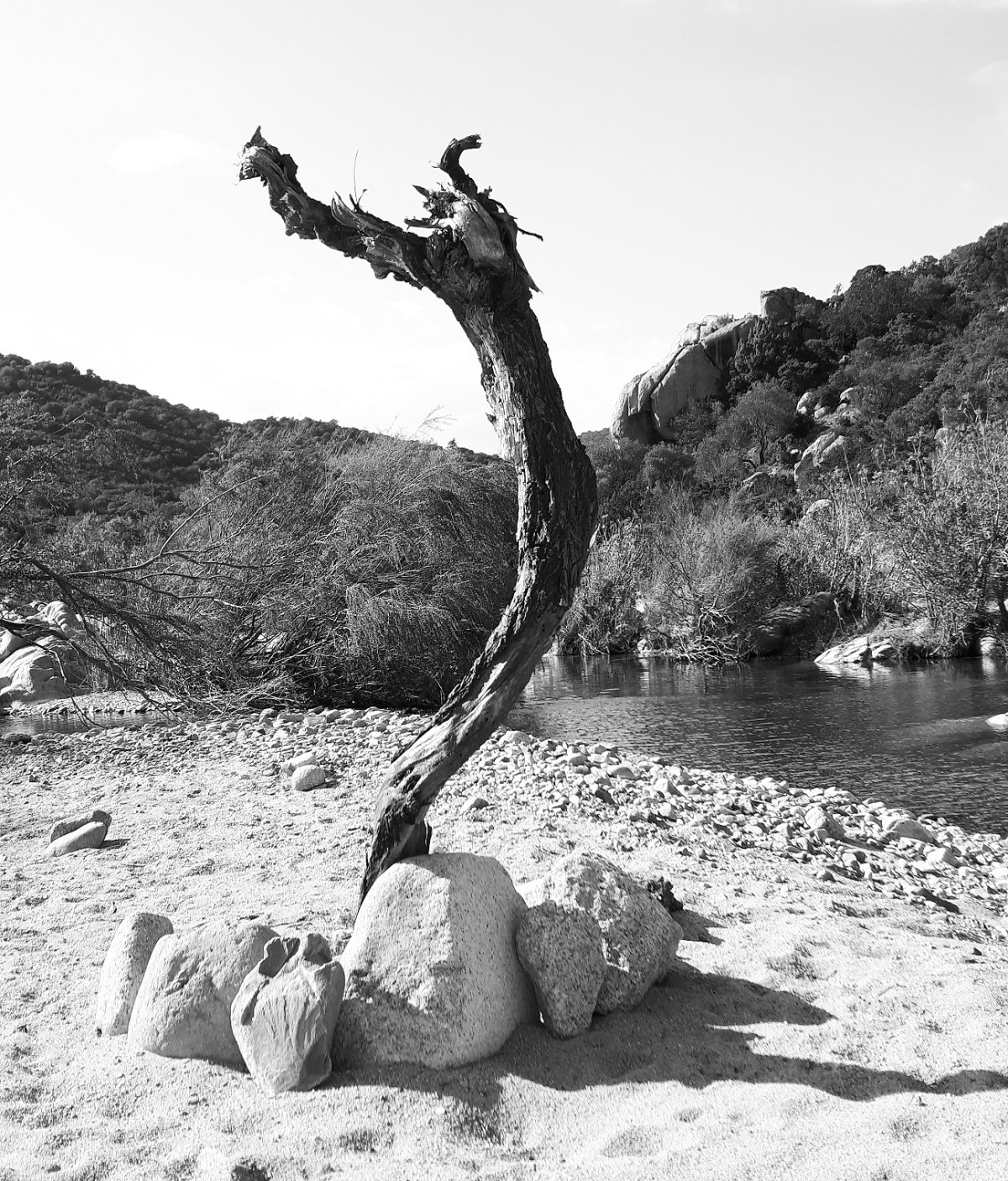 “Spring Dance” dalla serie “I, Tree” [#2]. Ambu-Picci Production