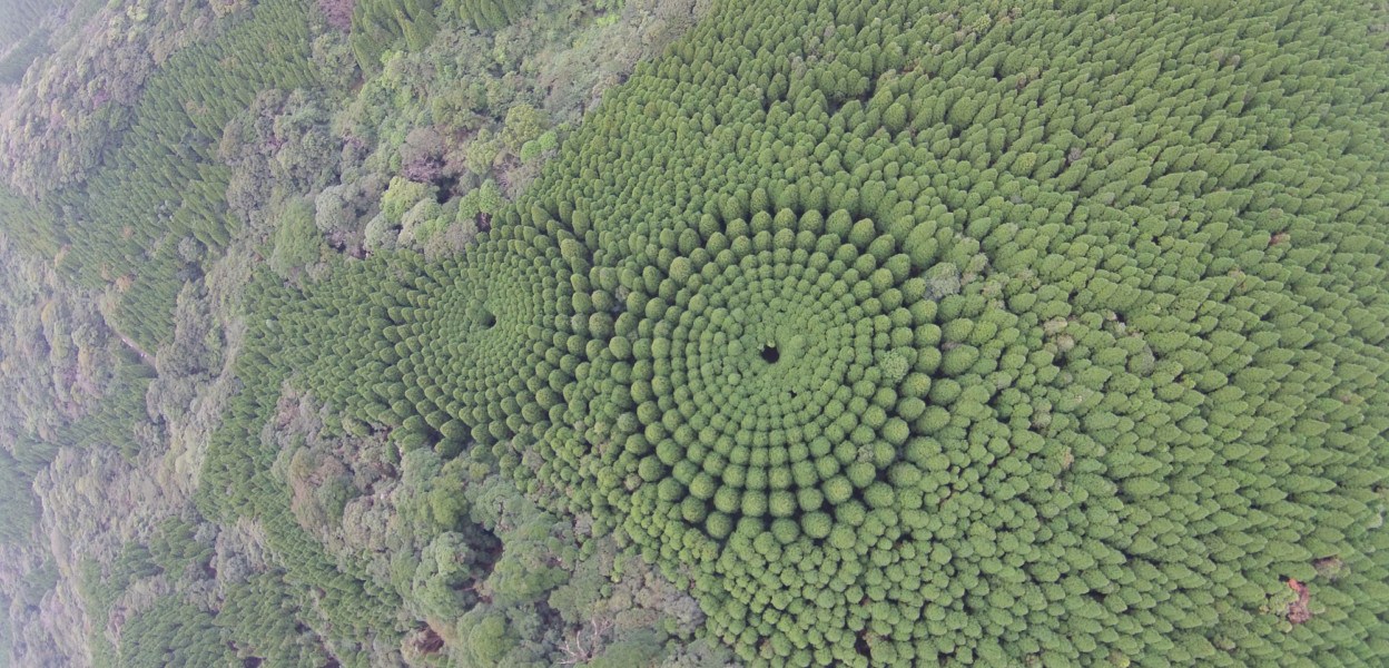 Cerchi nel grano Giappone - Image courtesy FNN