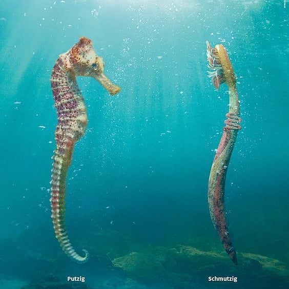 Campaign from the Swiss OceanCare office about the plastic soup in the Oceans of the world. A toothbrush looks like a seahorse, but it doesn’t belong in the ocean. It is “Putzig” (cute) versus “Schmutzig” (dirty).