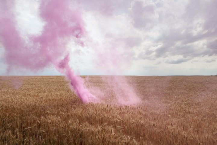 "The Blossom Project" by Isabelle Chapuis and Alexis Pichot