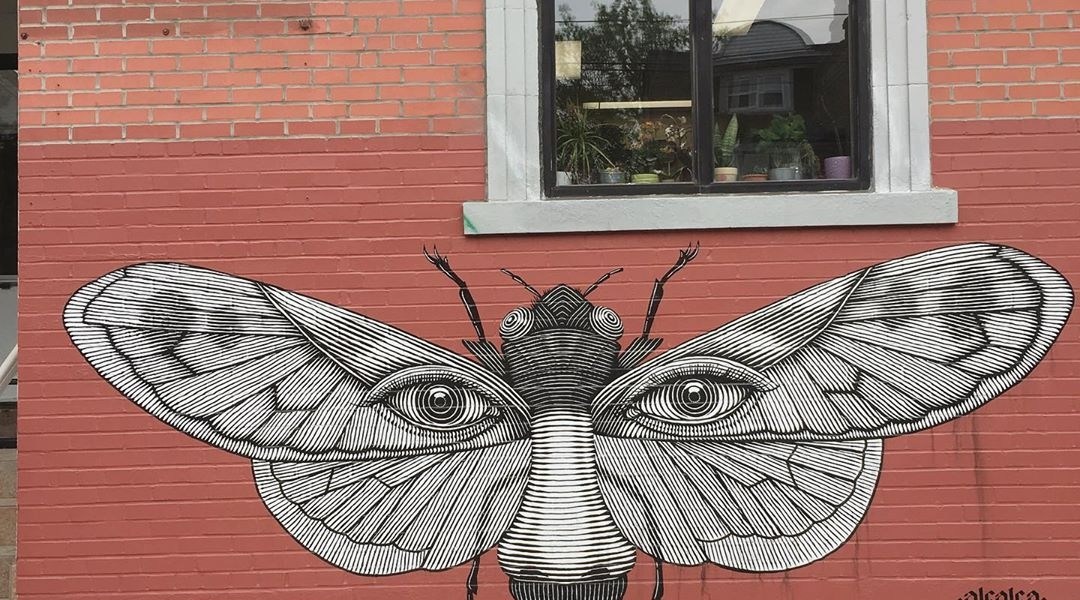 Nicolas Alfalfa @Toronto, Canada