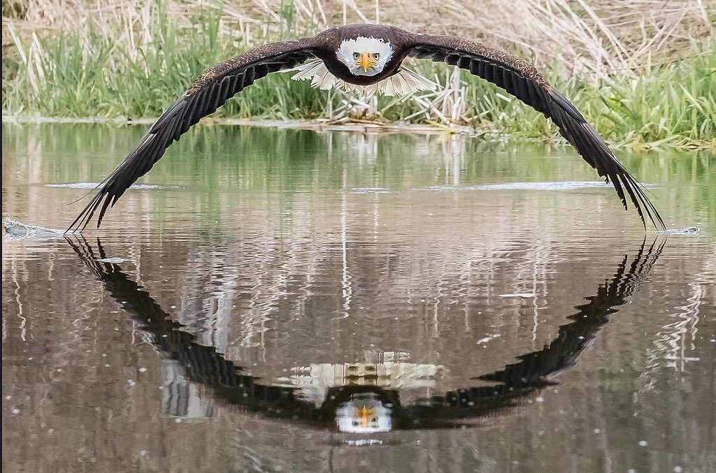 Photographer Steve Biro is the author of this amazing snapshot of an eagle and its symmetrical reflection in the water