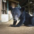 Questo cucciolo di orso tibetano è stato confiscato in Thailandia. Il commercio di orsi vivi prospera in Asia, per soddisfare la domanda di carne e prodotti medicinali. Si stima che 20.000 “orsi della bile” siano tenuti prigionieri in Vietnam, Cina, Laos, Myanmar, Corea del Sud e “munti” due volte al giorno per l’estrazione della bile ©Adam Oswell
