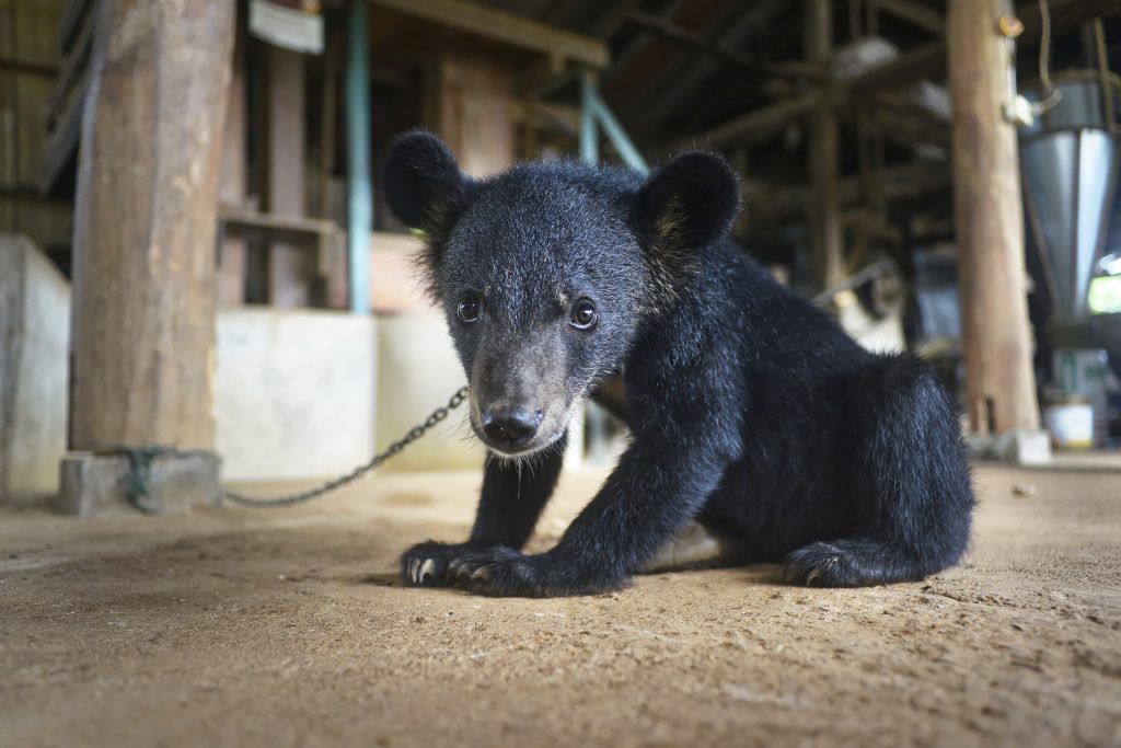 Questo cucciolo di orso tibetano è stato confiscato in Thailandia. Il commercio di orsi vivi prospera in Asia, per soddisfare la domanda di carne e prodotti medicinali. Si stima che 20.000 “orsi della bile” siano tenuti prigionieri in Vietnam, Cina, Laos, Myanmar, Corea del Sud e “munti” due volte al giorno per l’estrazione della bile ©Adam Oswell