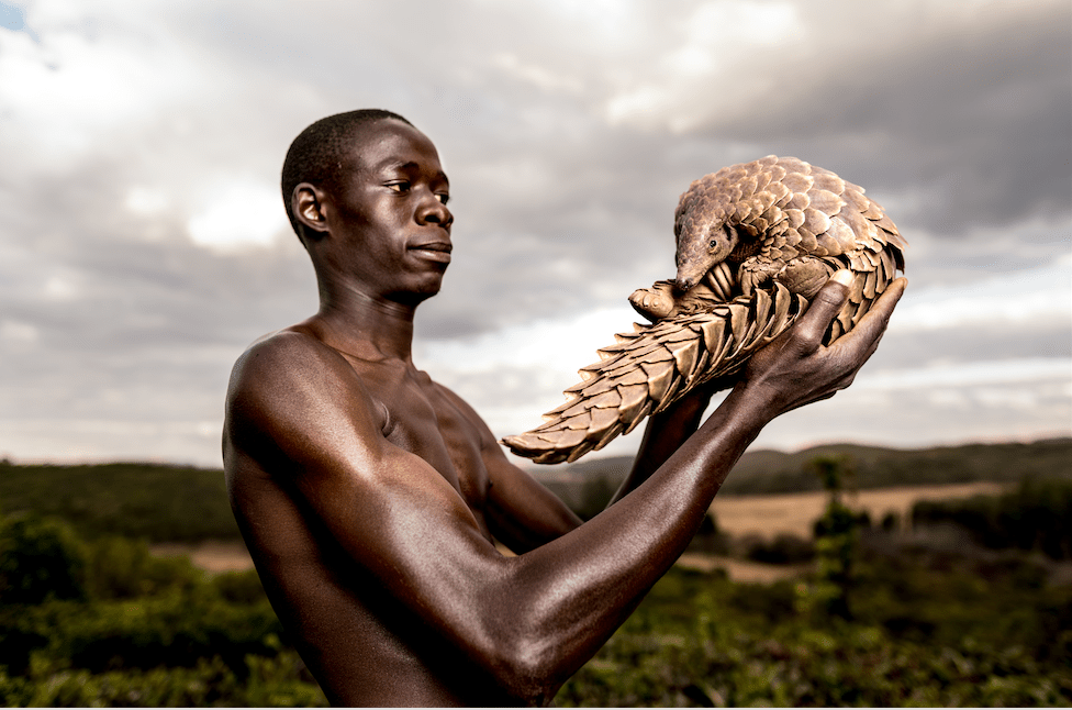 Un pangolino di Temminck salvato dai bracconieri in Zimbabwe e affidato alle cure dei Pangolin Men, gli “Uomini Pangolino”che lavorano per la fondazione Tikki Hywood e si occupano di curare i pangolini per poi rimetterli in libertà. I pangolini sono i mammiferi più contrabbandati al mondo, cacciati per la carne e le scaglie destinati soprattutto al Vietnam e alla Cina ©Adrian Steirn