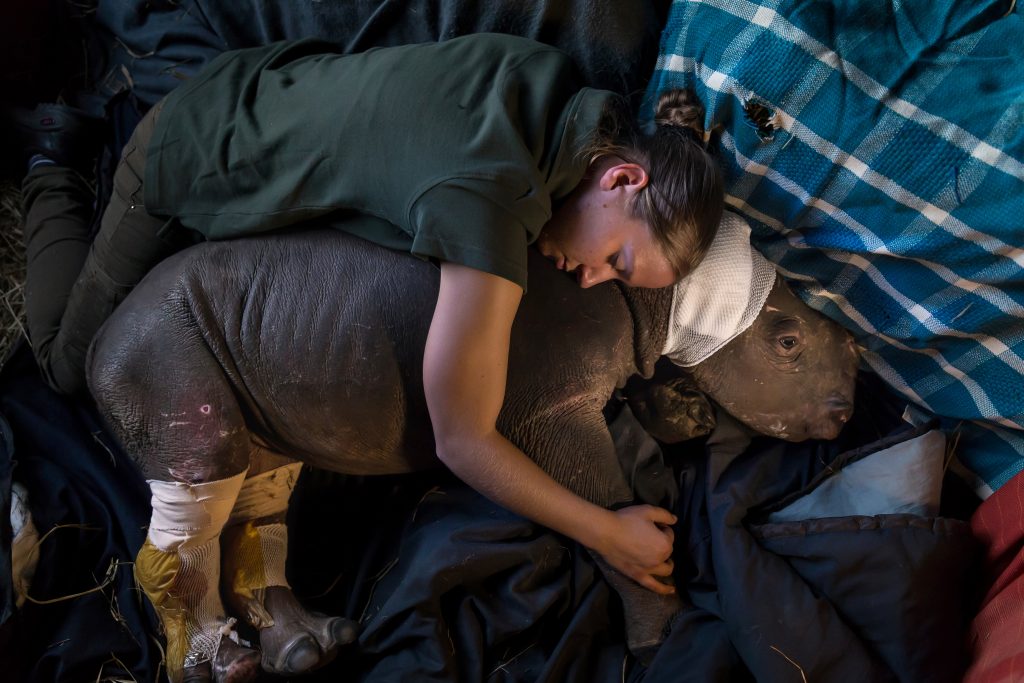 Nelspruit, Sudafrica. Dorota Ladosz dell’ONG Care for Wild Africa, conforta Lulah, un’orfana di rinoceronte nero, in cura per le ferite riportate dopo la morte della madre, uccisa dai braconieri per il corno. Nonostante le ferite, la piccola è stata fortunata: molti dei cuccioli che assistono alla morte delle loro madri vengono attaccati dai bracconieri che, per impedirne la fuga, spezzano loro la spina dorsale con il machete ©Brent Stirton