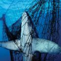 Uno squalo impigliato in una rete da posta nel mare di Cortez in Messico. Milioni di squali muoiono ogni anno vittime del bycatch fishing mentre altri milioni sono cacciati deliberatamente per le loro pinne, per soddisfare l’insaziabile appetito dell’Asia per la zuppa di pinne di squalo. ©Brian Skerry
