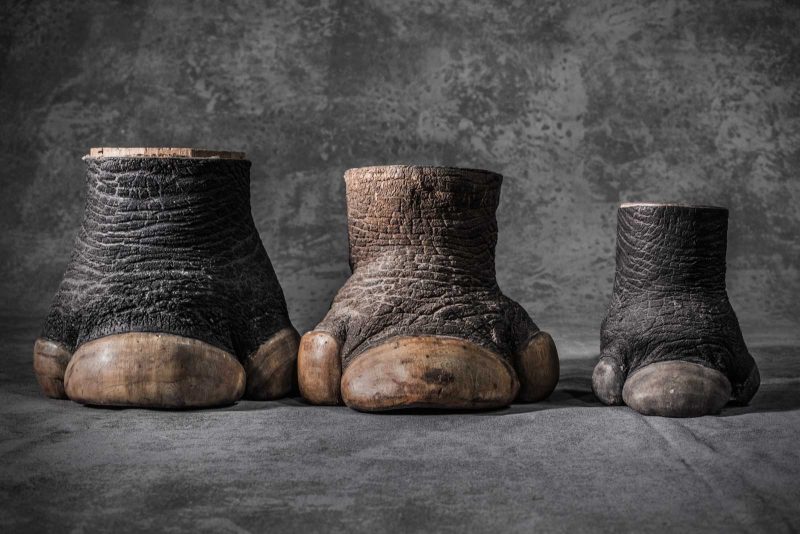 Zoccoli di rinoceronte confiscato di due adulti (maschio e femmina) e un cucciolo. L'US Fish and Wildlife Service immagazzina 1,3 milioni di articoli sequestrati in un magazzino in Colorado. © Britta Jaschinski