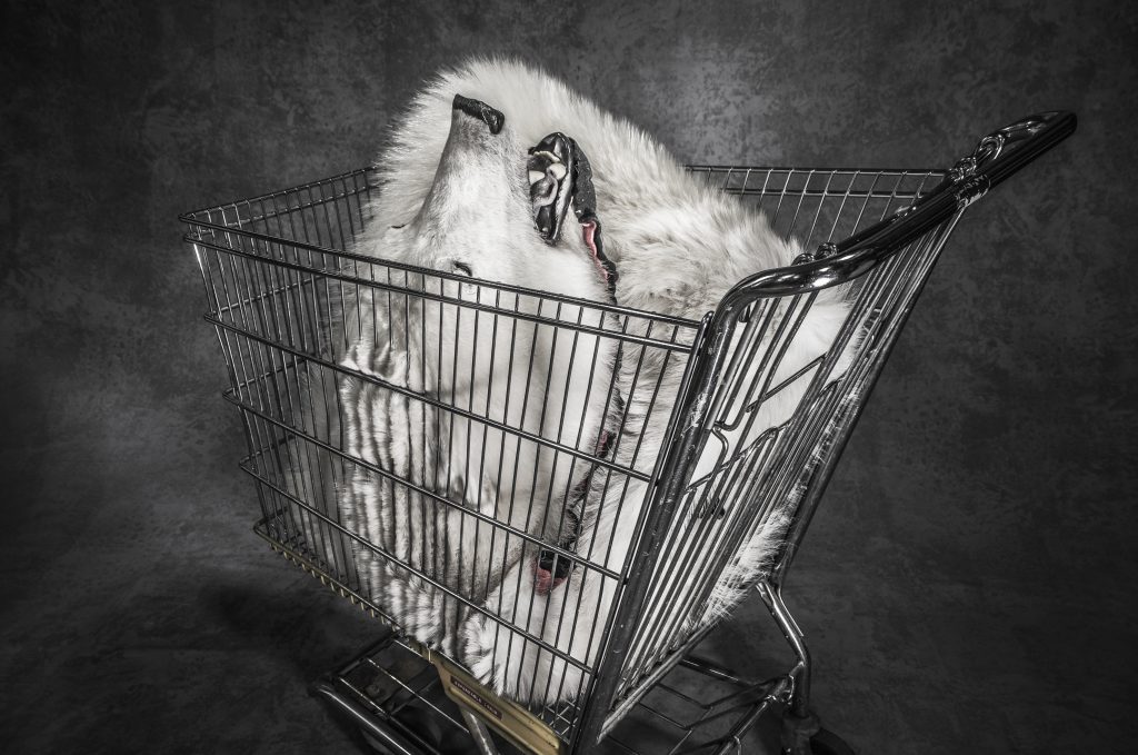 Una pelle di orso polare confiscata, conservata presso il deposito dell’U.S. Fish and Wildlife Service, Denver, Colorado. Circa 1000 orsi polari vengono cacciati ogni anno, legalmente e illegalmente, per soddisfare la richiesta di pelli in Estremo Oriente ©Britta Jaschinski