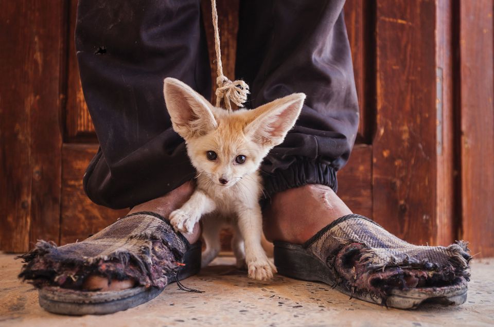 L'immagine di Bruno D'Amicis di un cucciolo di volpe Fennec che è stato venduto a un turista dopo essere stato catturato nel deserto in Tunisia. (Kebili Governorate, Tunisia, maggio 2012)