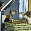 Le aquile filippine sono in via di estinzione, a causa della deforestazione e della caccia: in natura ne rimangono solo 200 coppie. Quelle allevate in cattività, presso il Philippine Eagle Center di Davao City, potrebbero essere la chiave per la sopravvivenza della specie ©Klaus Nigge