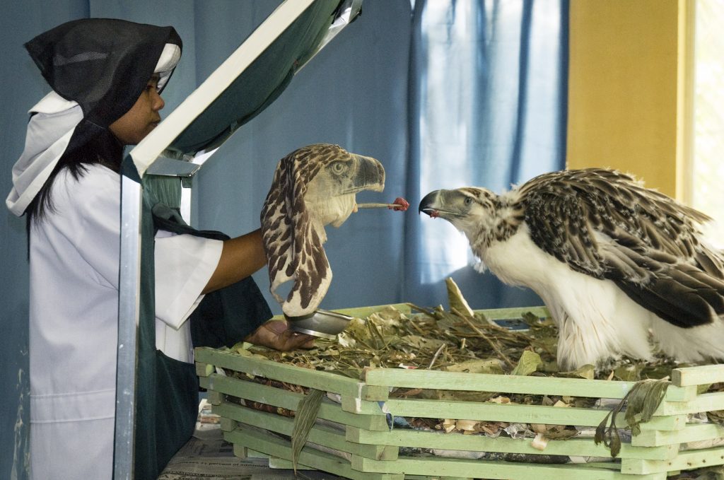 Le aquile filippine sono in via di estinzione, a causa della deforestazione e della caccia: in natura ne rimangono solo 200 coppie. Quelle allevate in cattività, presso il Philippine Eagle Center di Davao City, potrebbero essere la chiave per la sopravvivenza della specie ©Klaus Nigge
